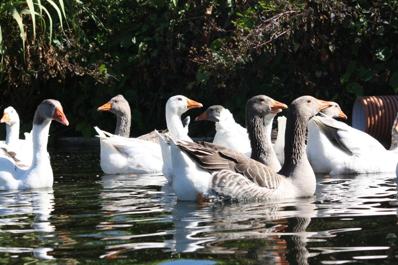 Quinta Da Comenda São Pedro do Sul Buitenkant foto